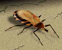The Triatomine bug of kissing bug.  Photo courtesy Univ of Texas.