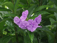 One of the beautiful varieties of Flowers in Costa Rica