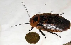 lacucaracha