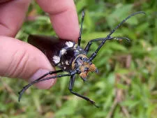 This little fellow is known as a escarabajo (scarab) and is found all over Costa Rica. Photo courtesy http://www.digitalapoptosis.com copyright Andre Nantel