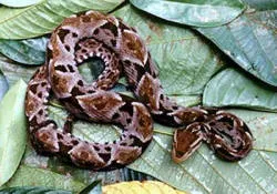 The fer de lance... a MOST dangerous fellow lives here in Costa Rica.