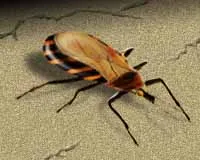 The Triatomine bug of kissing bug. Photo courtesy Univ of Texas.