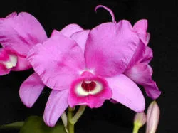 National flower of Costa Rica, the guaria morada, or Cattleya skinneri