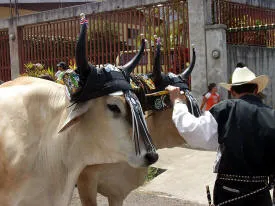 Oxen driving Oxcart - Costa Rica